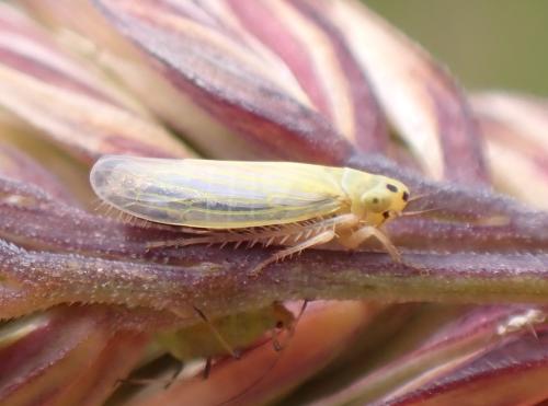 Réf. 325 399 : Cicadula (persimilis-quadrinotata)